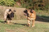 BULLMASTIFF 165